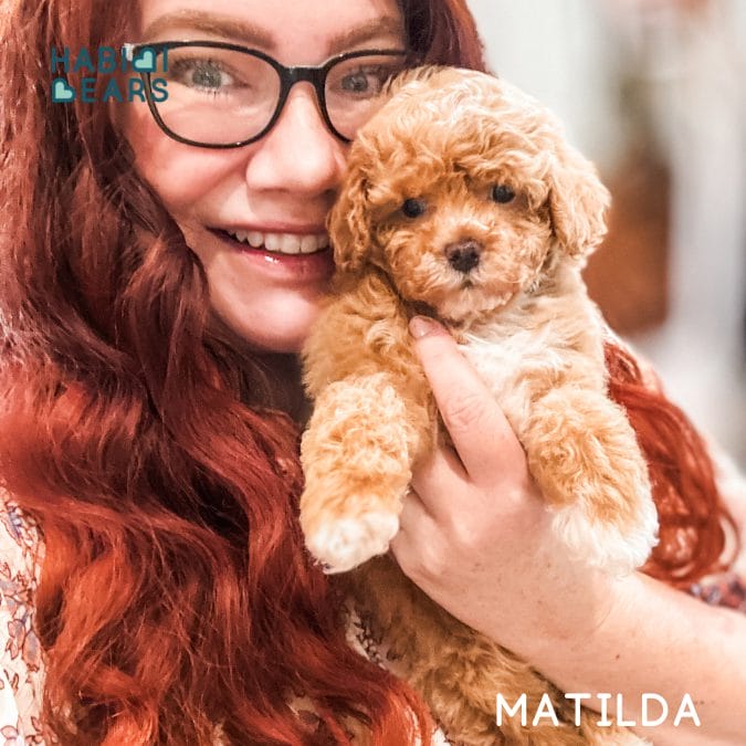 Together Alone Building Confidence in Your Dog Through Close Separation