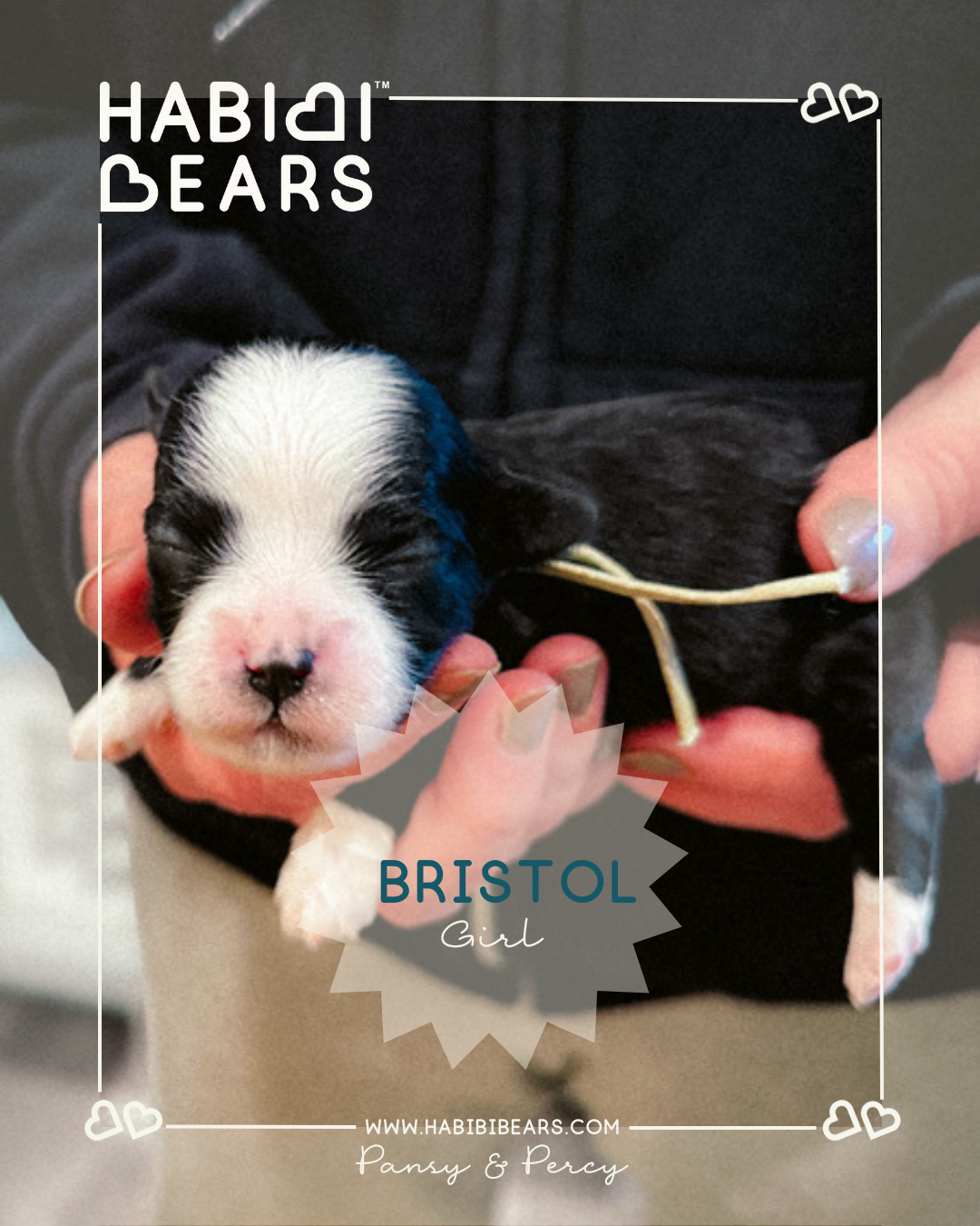 Bristol - Black Abstract Habibi Bear Puppy for sale in Wa