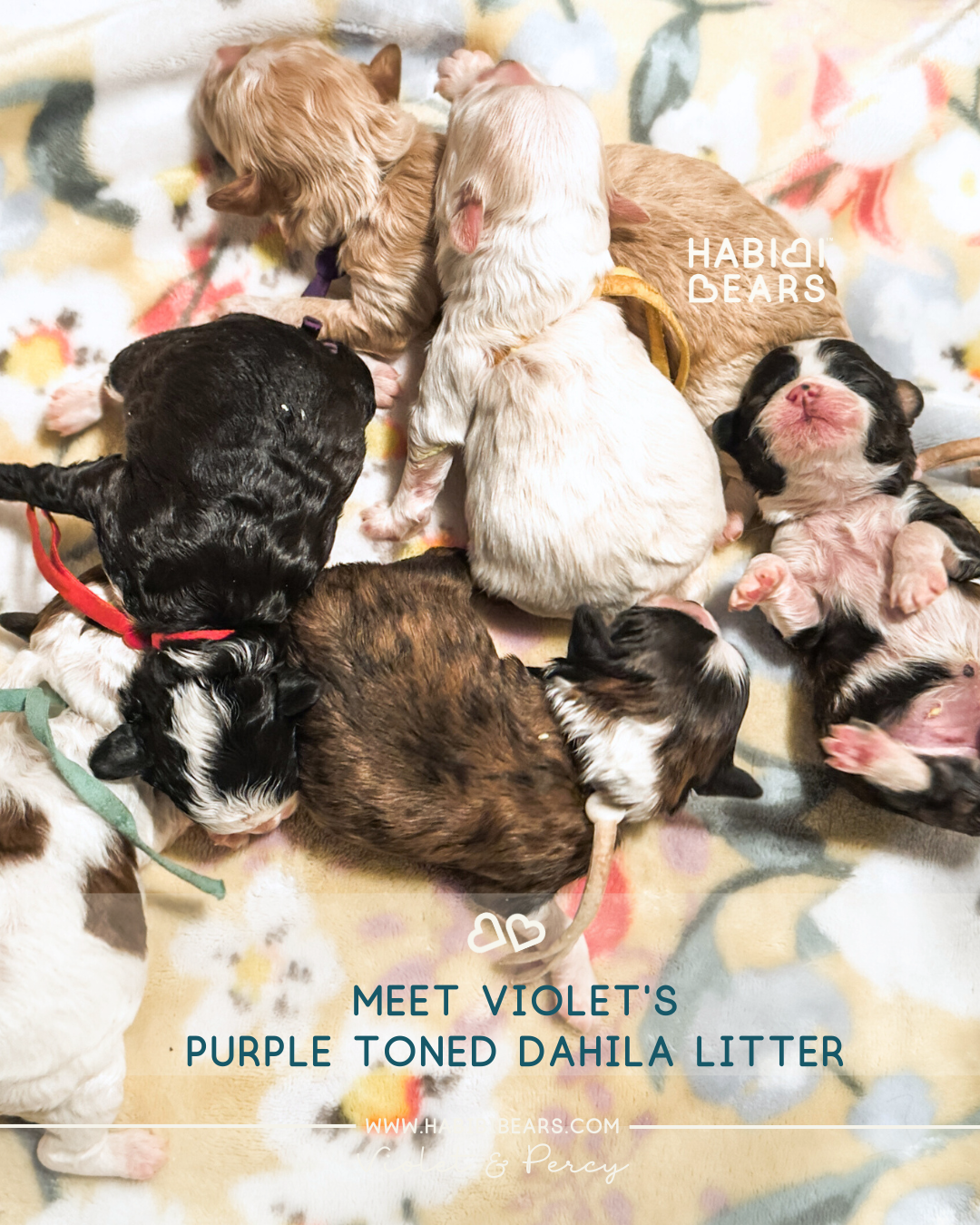 Violet's Purple Toned Dahlia Litter